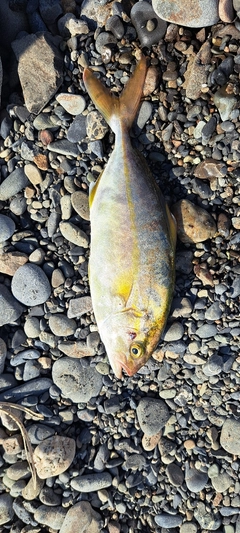 ショゴの釣果