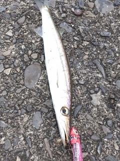 カマスの釣果