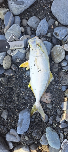 ショゴの釣果
