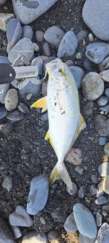 ショゴの釣果