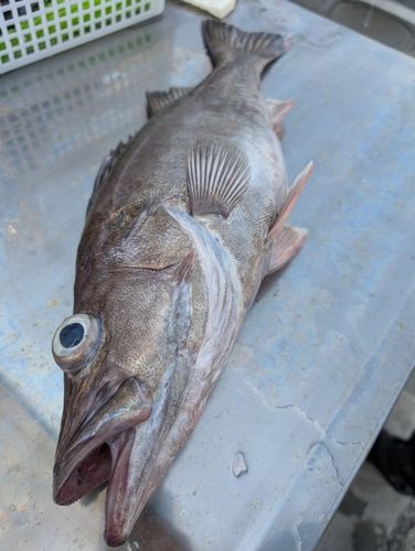 アラの釣果
