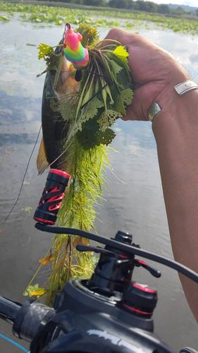 ラージマウスバスの釣果