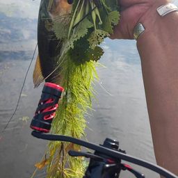 ラージマウスバス