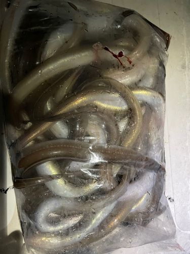 マアナゴの釣果