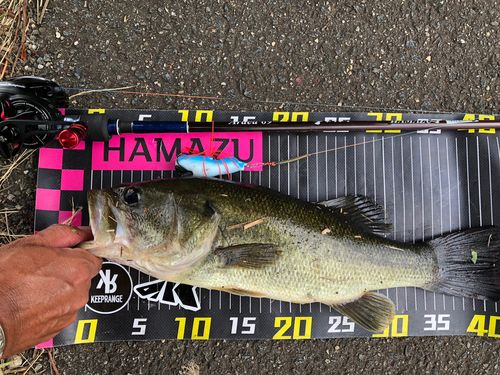 ラージマウスバスの釣果