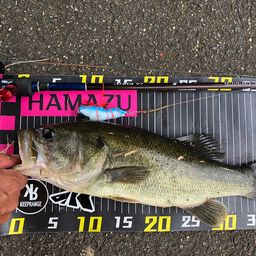 ラージマウスバス