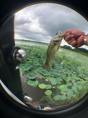 ラージマウスバスの釣果