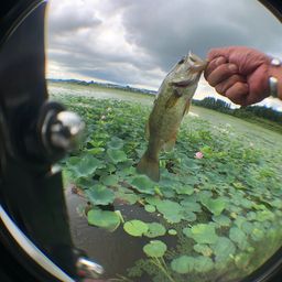 ラージマウスバス