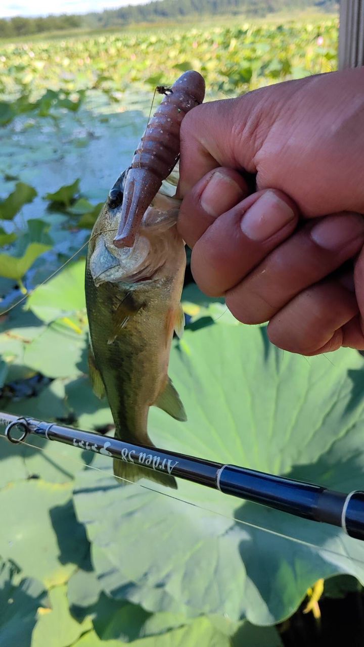 ラージマウスバス