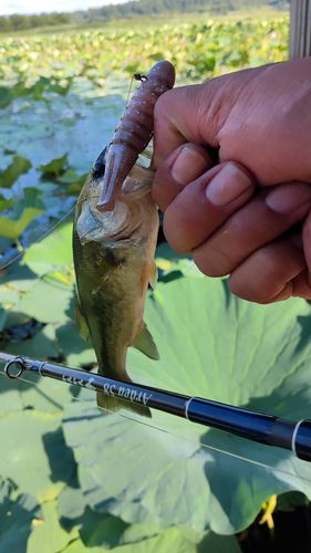 ラージマウスバスの釣果