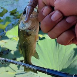 ラージマウスバス