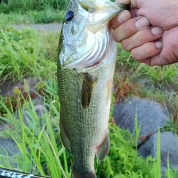 ラージマウスバス