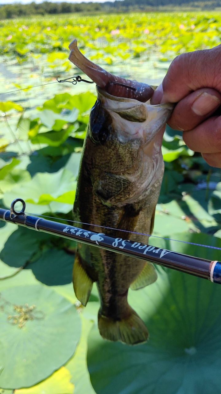 ラージマウスバス