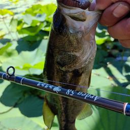 ラージマウスバス