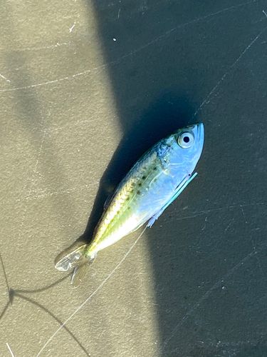 ミナミイケカツオの釣果