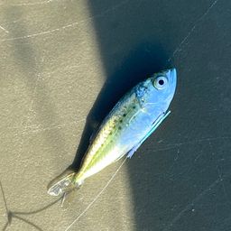 ミナミイケカツオ