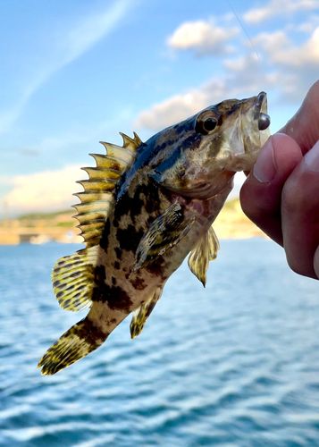 タケノコメバルの釣果