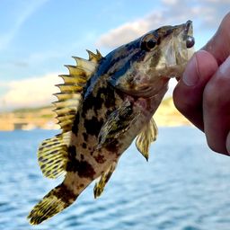 タケノコメバル