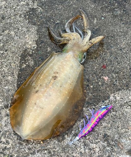 アオリイカの釣果