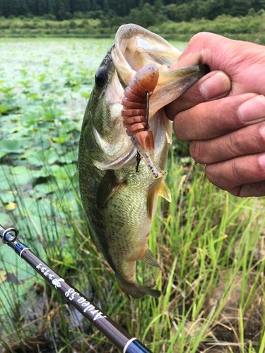 ラージマウスバスの釣果
