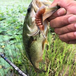 ラージマウスバス