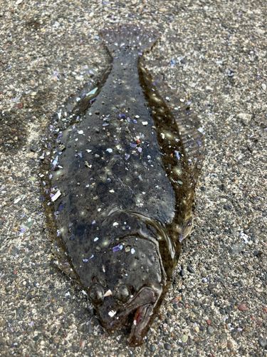 ソゲの釣果