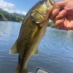 ラージマウスバス