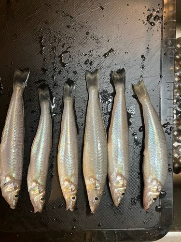 キスの釣果