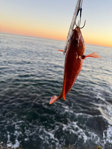 ヒラマサの釣果