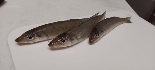 シロギスの釣果