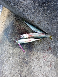 マサバの釣果