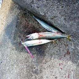 マサバ