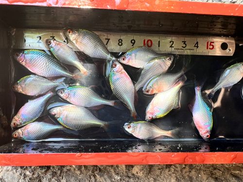 タイリクバラタナゴの釣果