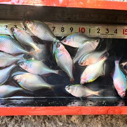 タイリクバラタナゴ