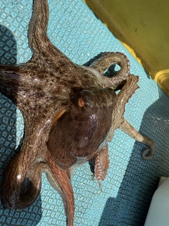 マダコの釣果
