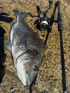 チヌの釣果