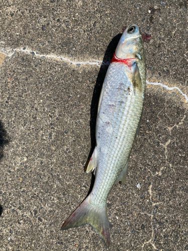 ボラの釣果