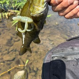 スモールマウスバス