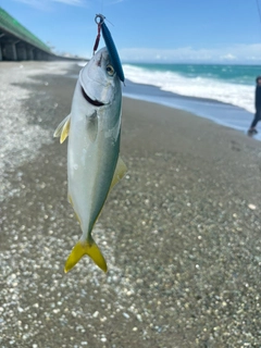 ワカシの釣果