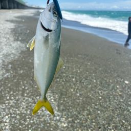 ワカシ