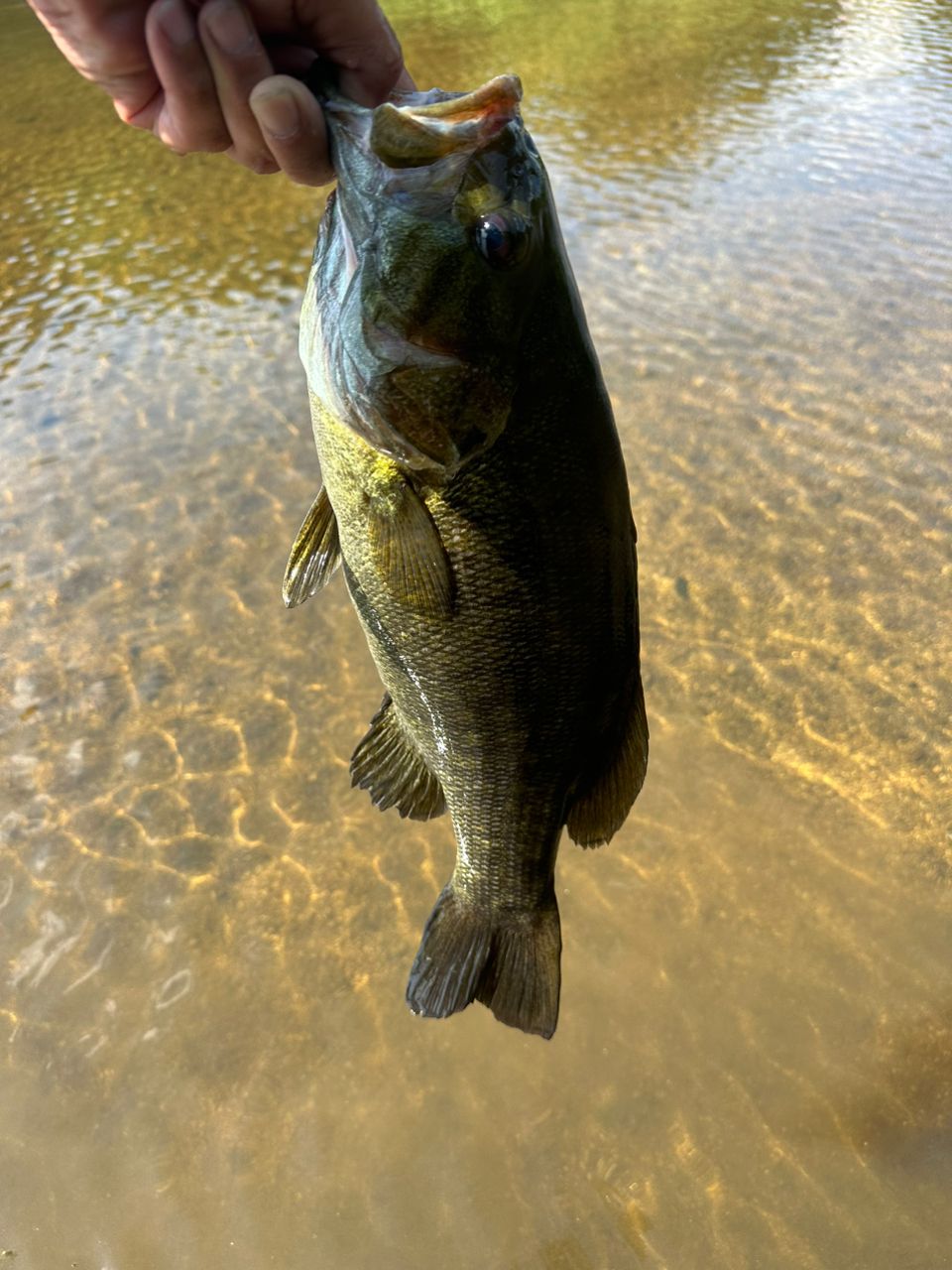 スモールマウスバス