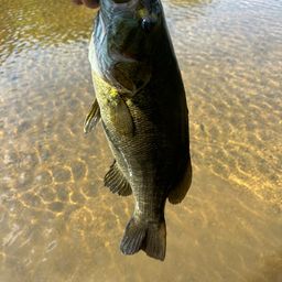 スモールマウスバス