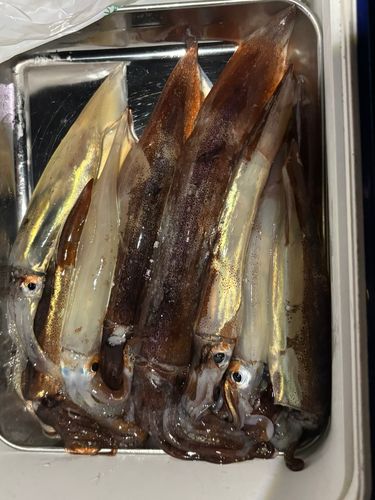 スルメイカの釣果