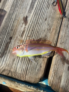 イトヨリダイの釣果