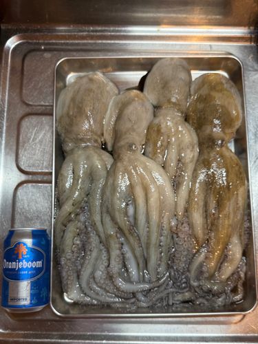 マダコの釣果