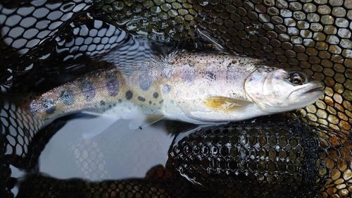 ヤマメの釣果