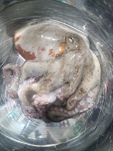 マダコの釣果