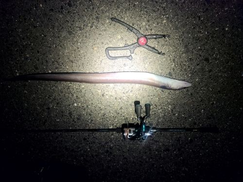 クロアナゴの釣果