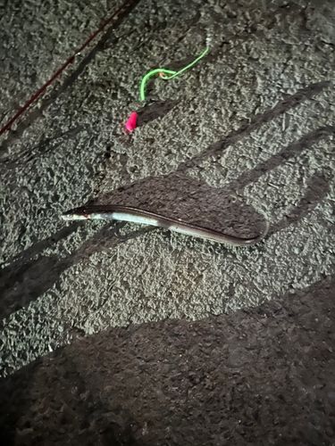 アナゴの釣果
