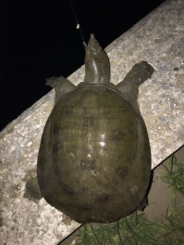 ウナギの釣果